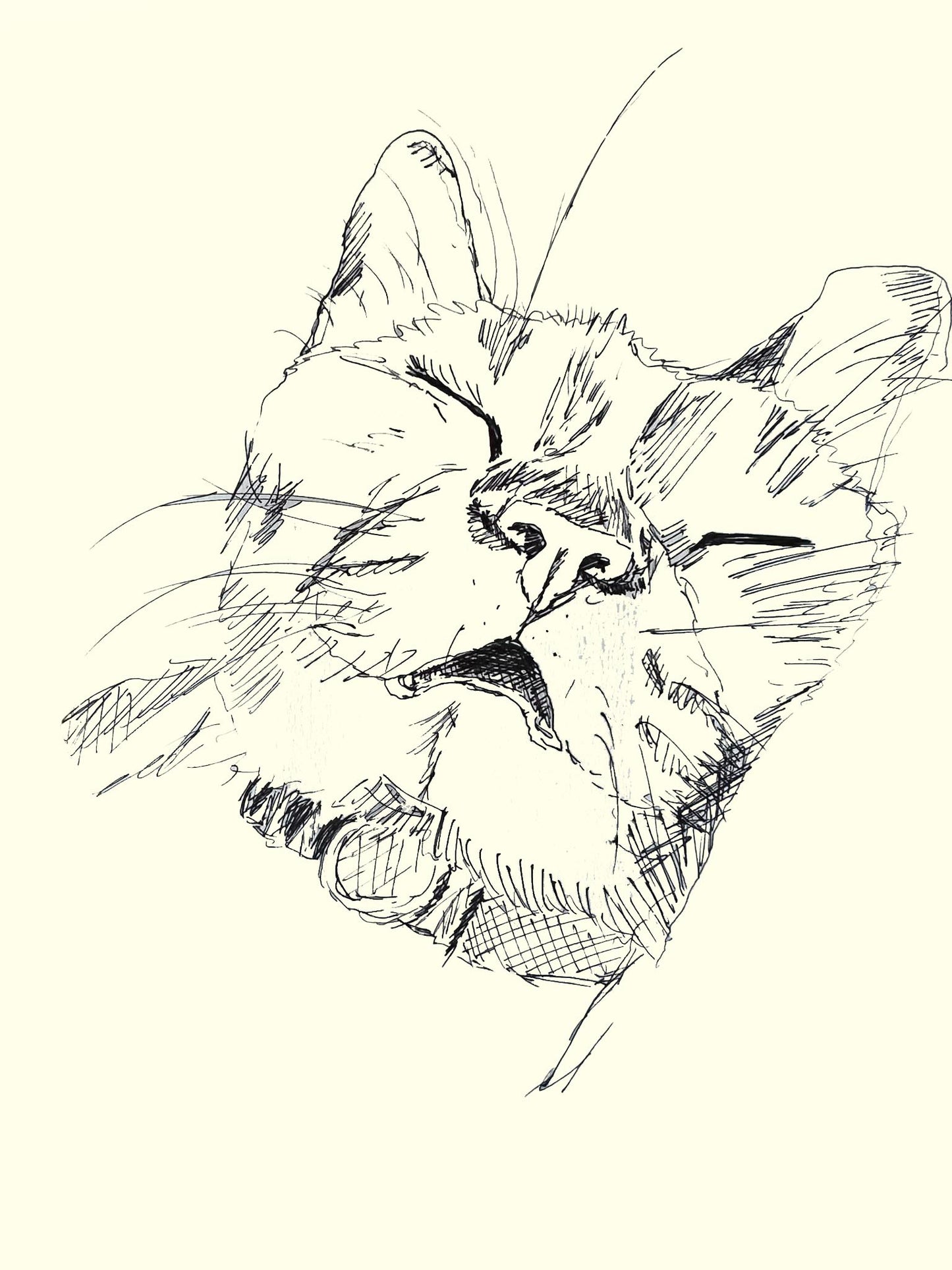 "Dream" Sleeping Cat PRINT