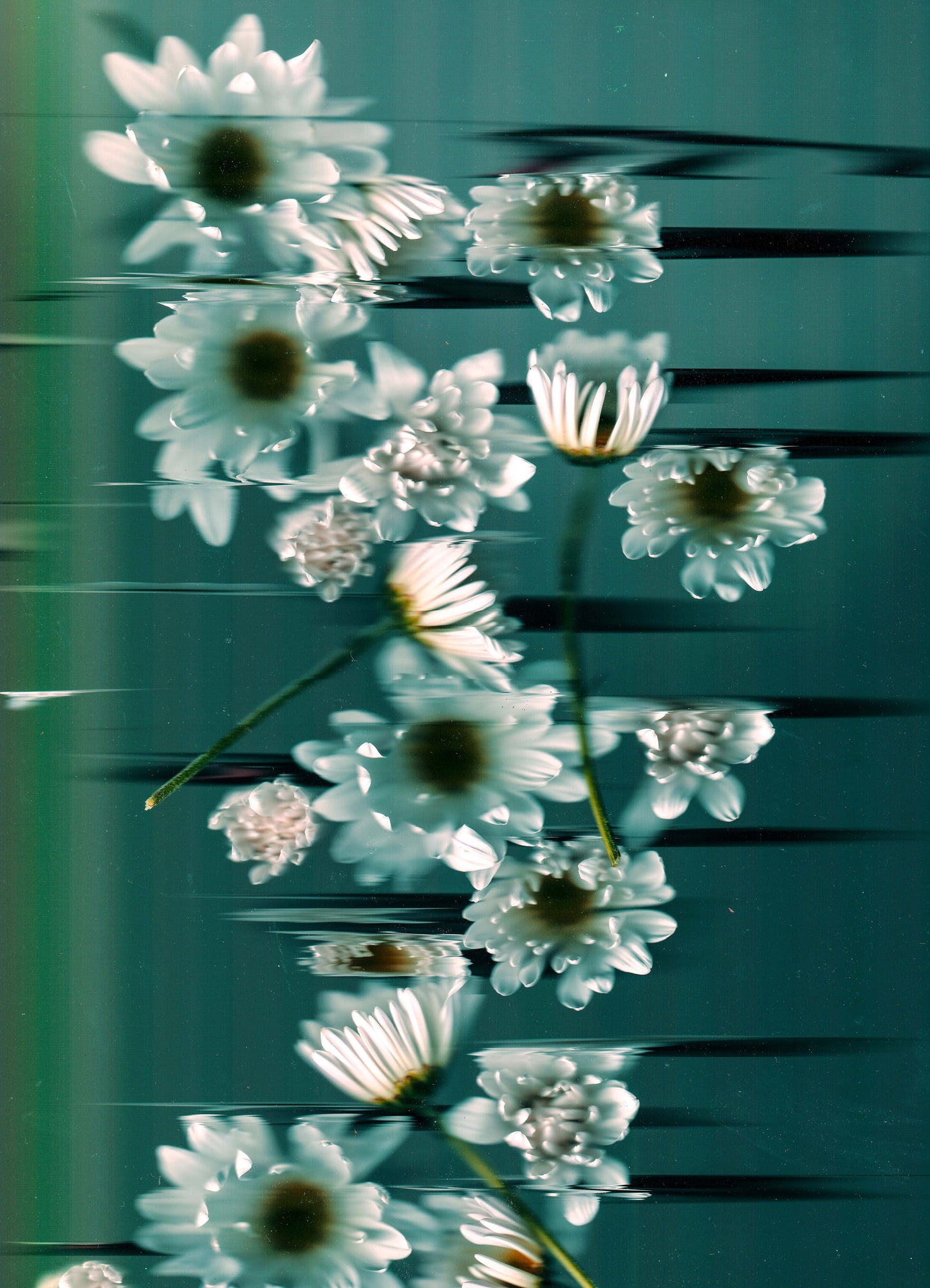PRE-ORDER -- Gerbera Glitch 2 - Limited Print Run