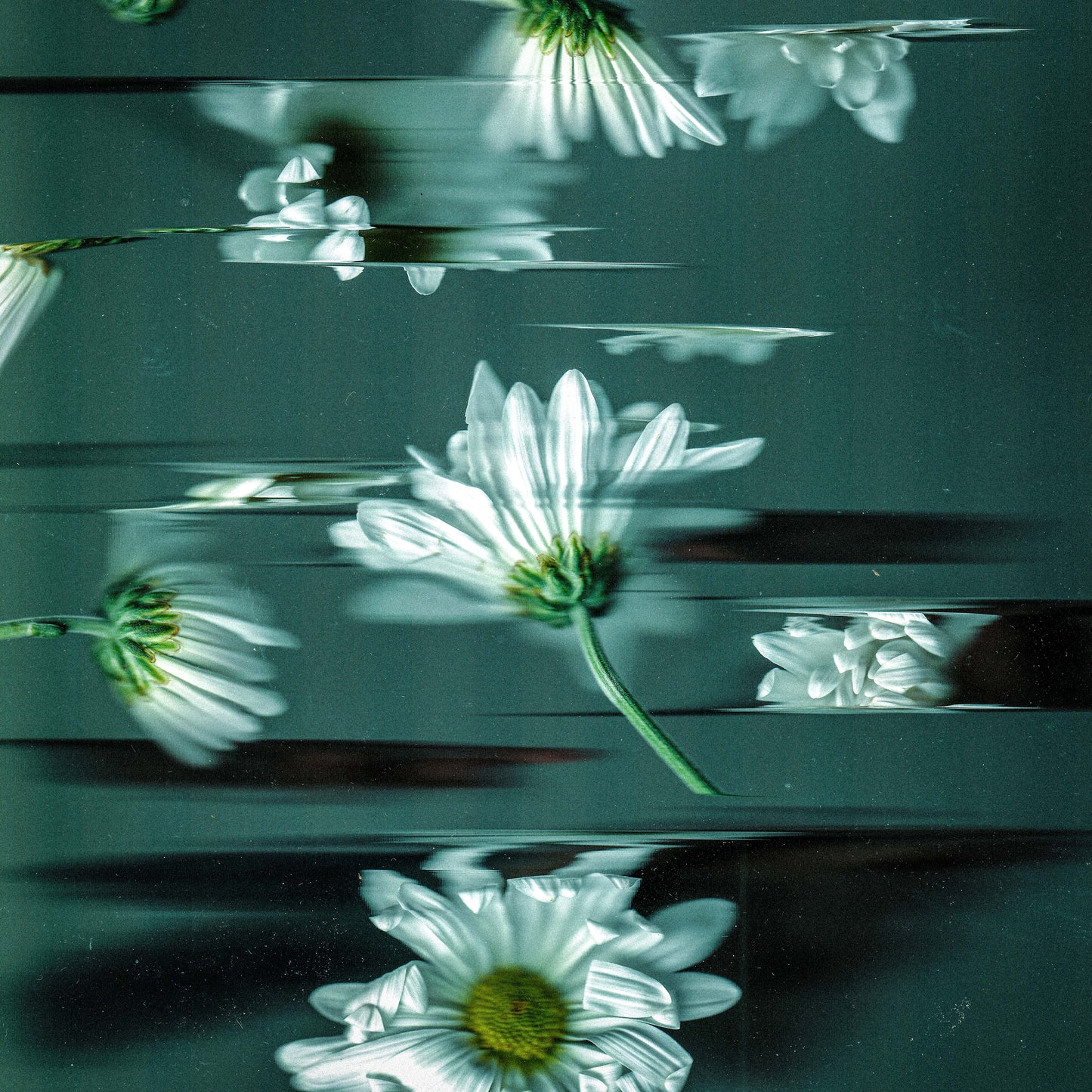 PRE-ORDER -- Gerbera Glitch 1 - Limited Print Run